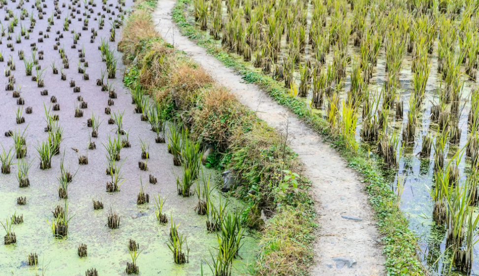 Distrutto nel pavese il primo campo sperimentale di riso modificato con Tecniche di evoluzione assistita, un potenziale nuovo capitolo delle biotecnologie vegetali Opposizione come quella agli Ogm? In cosa sono diversi?