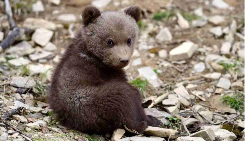 La pelle dell’orso. Appesa come trofeo da chi cavalca la paura. Gli stessi che prima ne favorirono l’immigrazione come simpatica mascotte I plantigradi non amano la compagnia degli uomini, ma noi li attiriamo con il cibo