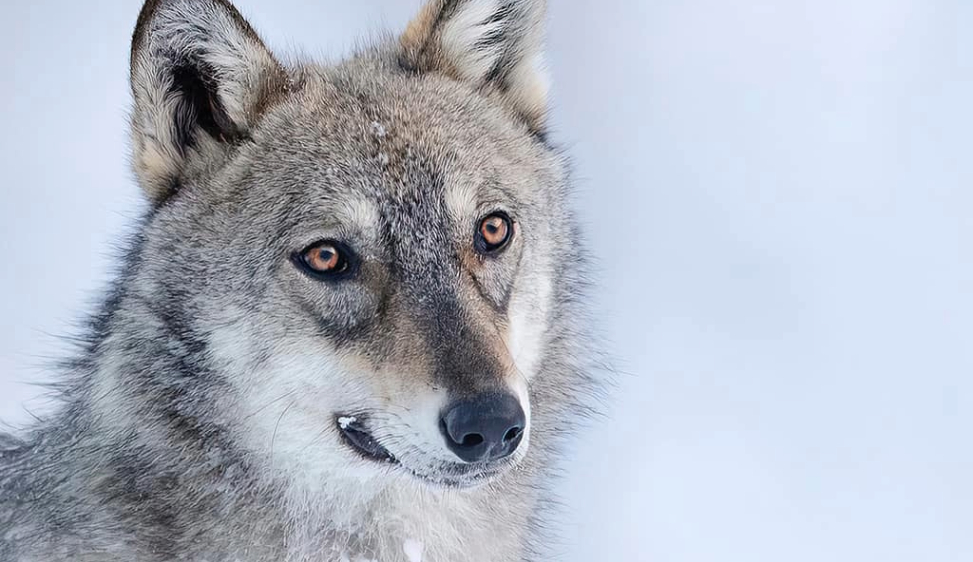 Molti lupi uccisi legalmente e illegalmente. Cresce l’intolleranza di popolazioni prive di aiuti per la convivenza (1) La specie gode un’ampia protezione legale in Europa, ma si vorrebbe abbassarla per via delle predazioni. Spesso però è l’uomo a non proteggere il bestiame