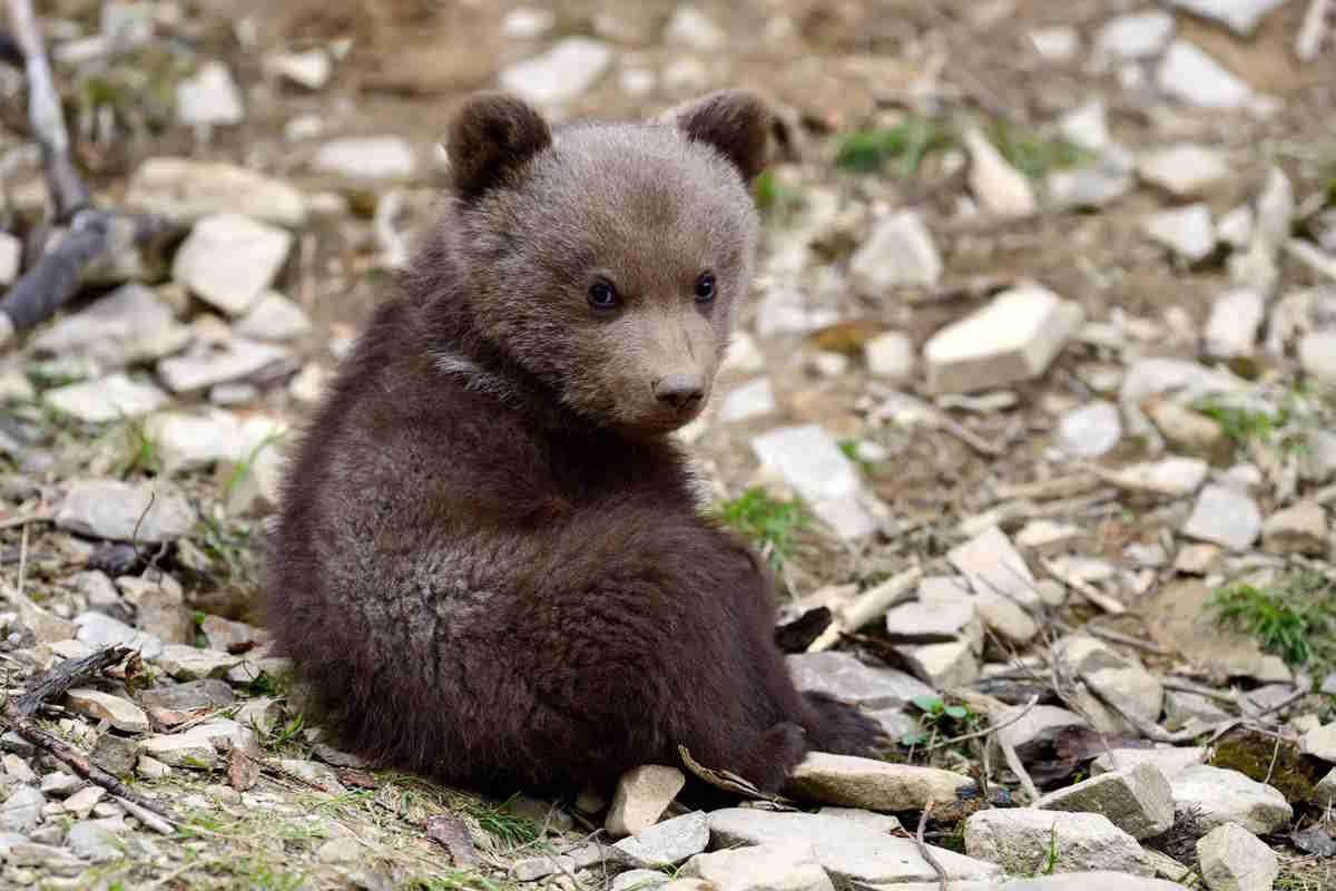 cucciolo orso