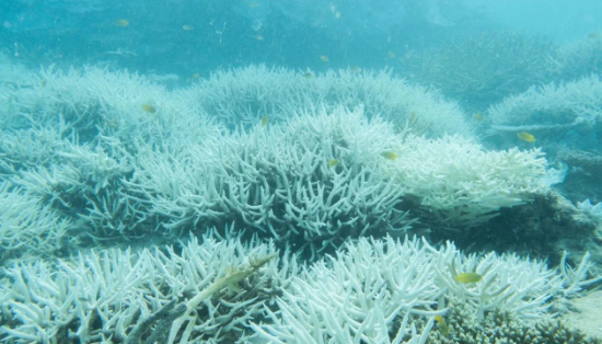 Lo sbiancamento della Grande barriera corallina Colpa delle più alte temperature dell’Oceano Pacifico degli ultimi quattro secoli 