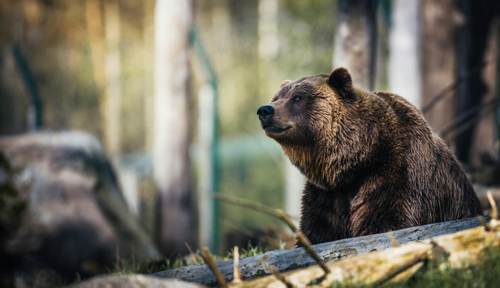 In Trentino il reinserimento degli orsi funziona. “Il 95% sono invisibili e ci sono ampi margini per aumentare ancora la popolazione” Secondo il responsabile Ispra, Piero Genovesi, è una bufala che gli orsi in Regione sarebbero troppi