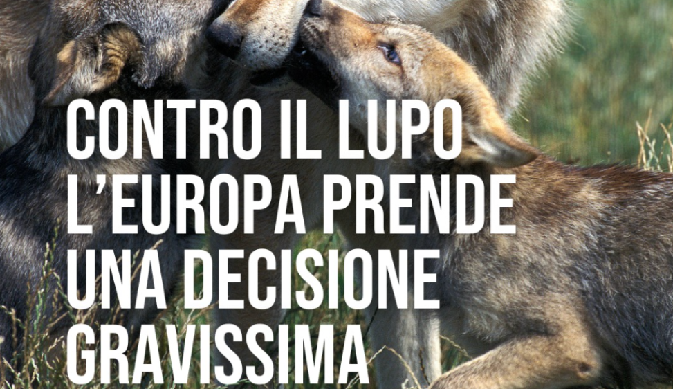 L’Unione europea non proteggerà più i lupi come prima. La Svezia intanto dà il via libera alla strage di orsi Un altro passo indietro dell’Ue nella tutela della biodiversità, complice il nostro Paese. A rischio decenni di sforzi per la conservazione secondo Legambiente e WWF