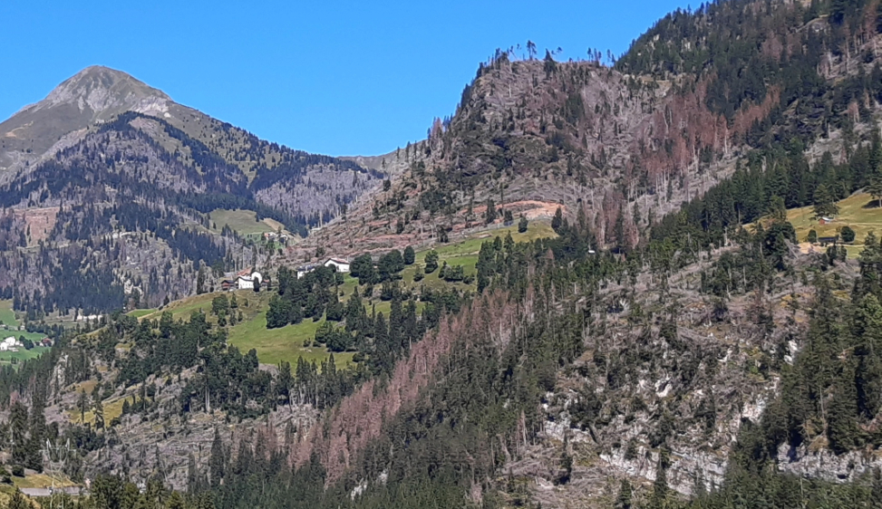 Bostrico, in Veneto l’epidemia si sta stabilizzando, secondo il tecnico Valerio Finozzi. Ma tutto dipenderà dal clima Rimangono prioritari la tempestività nel gestire gli eventi estremi e la diversificazione delle foreste