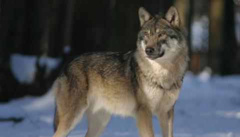 L’Italia cerca il via libera alla caccia a orsi e lupi. Nel Decreto legge sulla montagna passa anche un emendamento contro i grandi carnivori Una vergognosa e crudele concessione secondo Lav