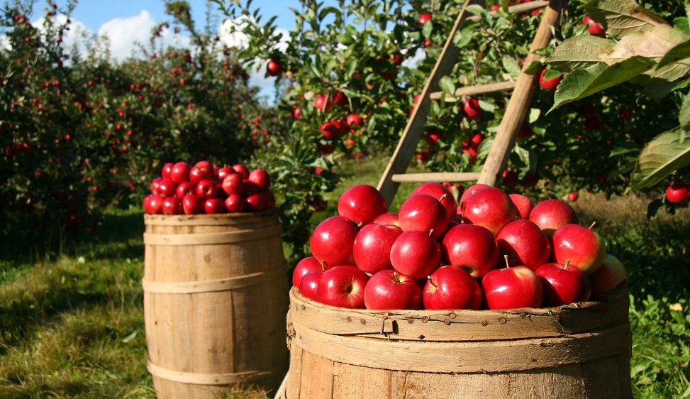 Dazi di Trump: a rischio la qualità dell’agroalimentare europeo. Mantenere standard elevati e accordi di scambio con altri Paesi, secondo Fabio Bartolini di Unife L’attacco al new deal compromette l'equilibrio aziendale di sostenibilità economica e ambientale