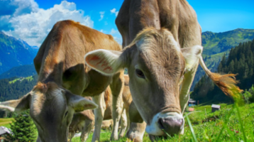 La Politica agricola europea premia in denaro gli agricoltori “ecologici”. Ma l’ambiente non migliora abbastanza Gli ecoschemi previsti dalla riforma della Pac secondo BirdLife, sono una grande occasione mancata, soprattutto per le piccole aziende